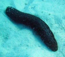 icelandic sea cucumber import export