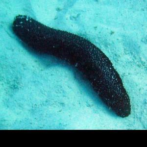 icelandic sea cucumber import export