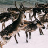 Buy Nordic deer skin-rug-hide from Norway online