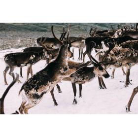 Buy Nordic deer skin-rug-hide from Norway online