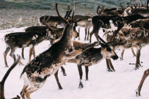 Buy Nordic deer skin-rug-hide from Norway online